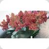 Phal. Fusheng Fairy Tale ES